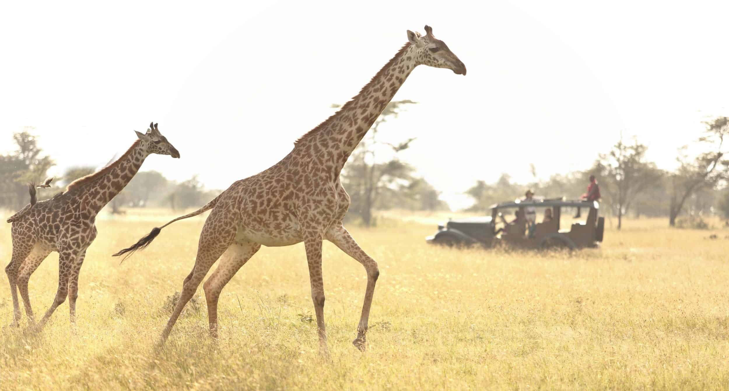 Giraffes running outside at Cottar's Safaris, a Kenyan Camp Preserving Biodiversity.