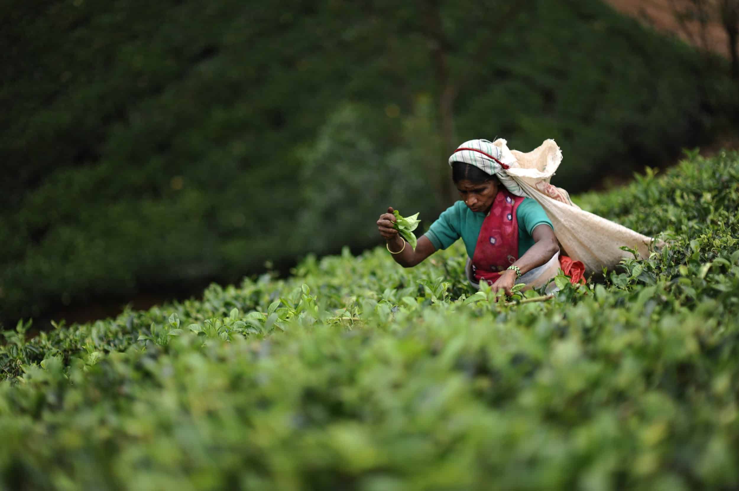 Tea plucker in a field for Resplendent Ceylon.