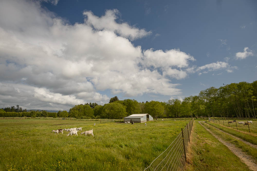 Photograph of farm, at Cypress Grove Chevre, where humane certified goat cheese is produced.