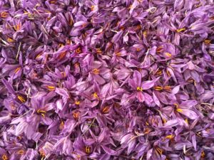 Close up image of purple flowers.