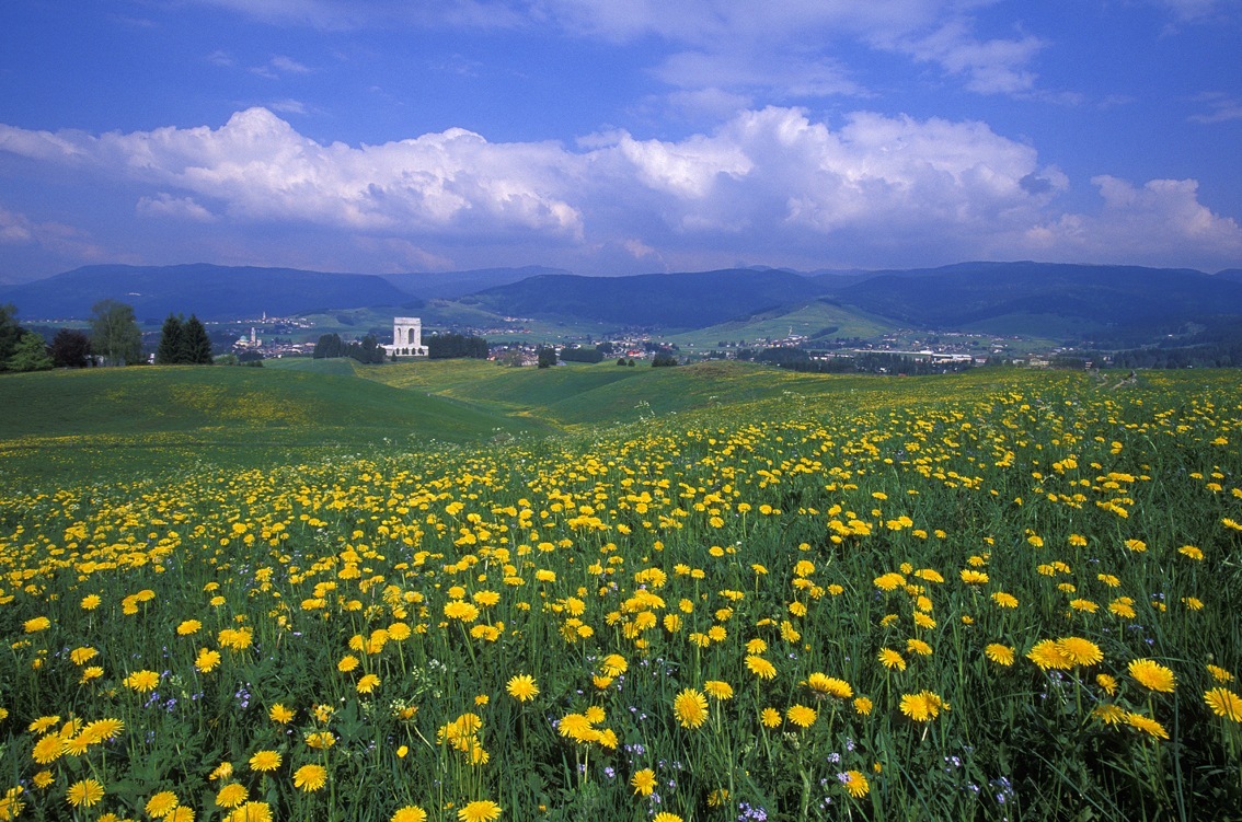 Landscape photo with yellow flowers in a field.