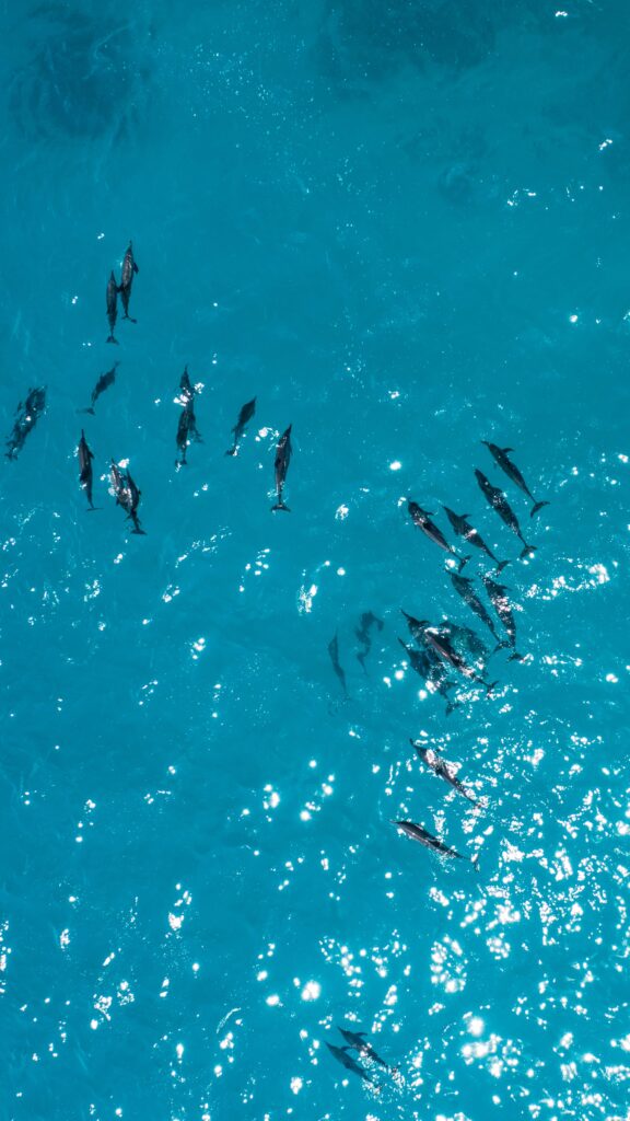 Aerial view of dolphins swimming in the ocean.