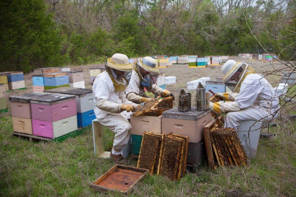 Beekeepers inspecting honeycombs.