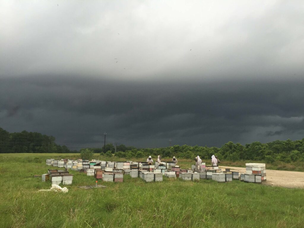 Landscape image of beekeepers handling the honey.