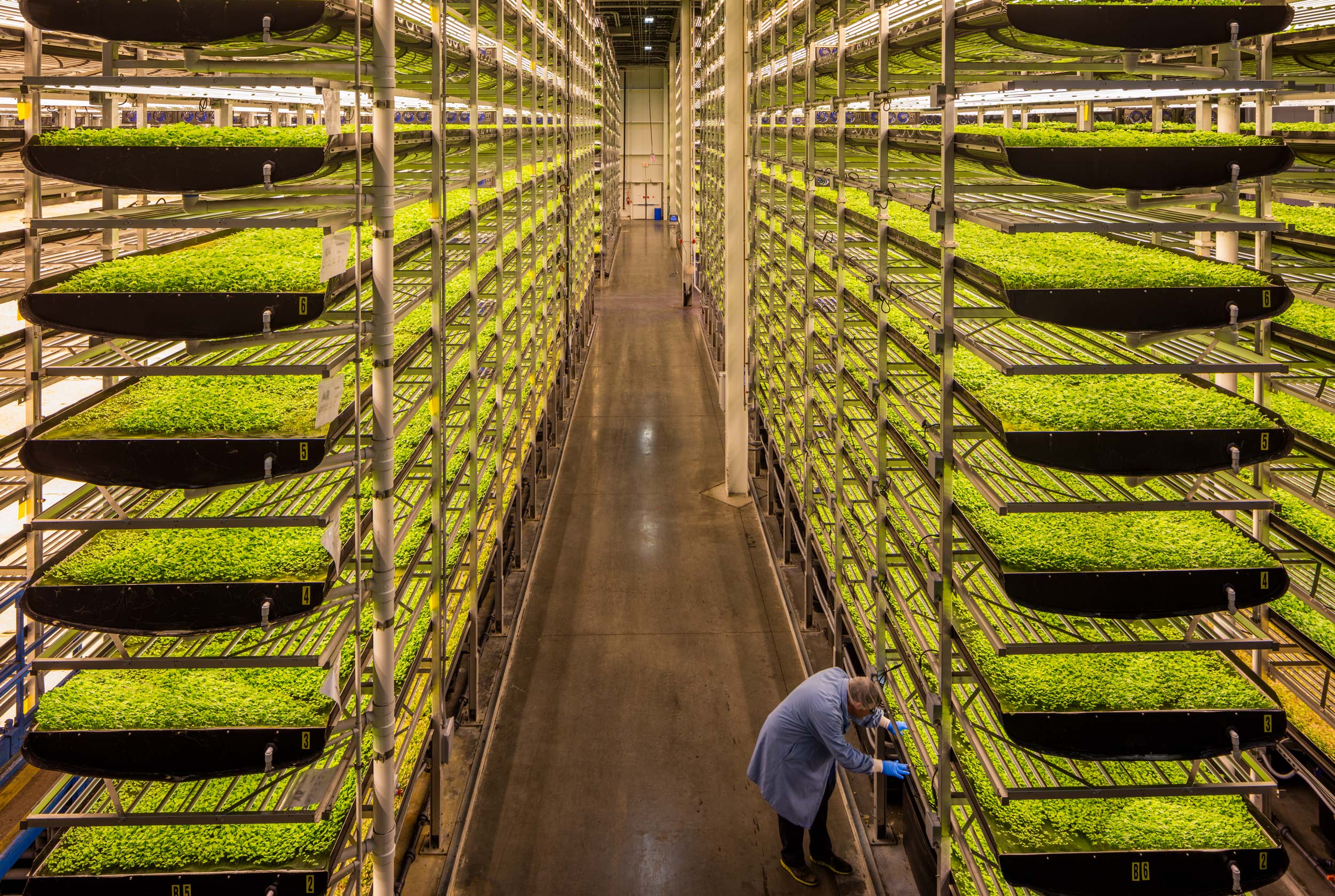 Produce growing inside the vertical farm, Aero Farms.