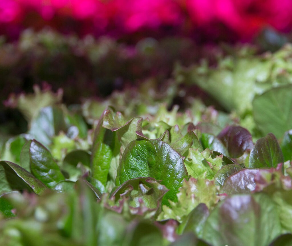 Fresh greens growing at Badia Farms, located in the United Arab Emirates