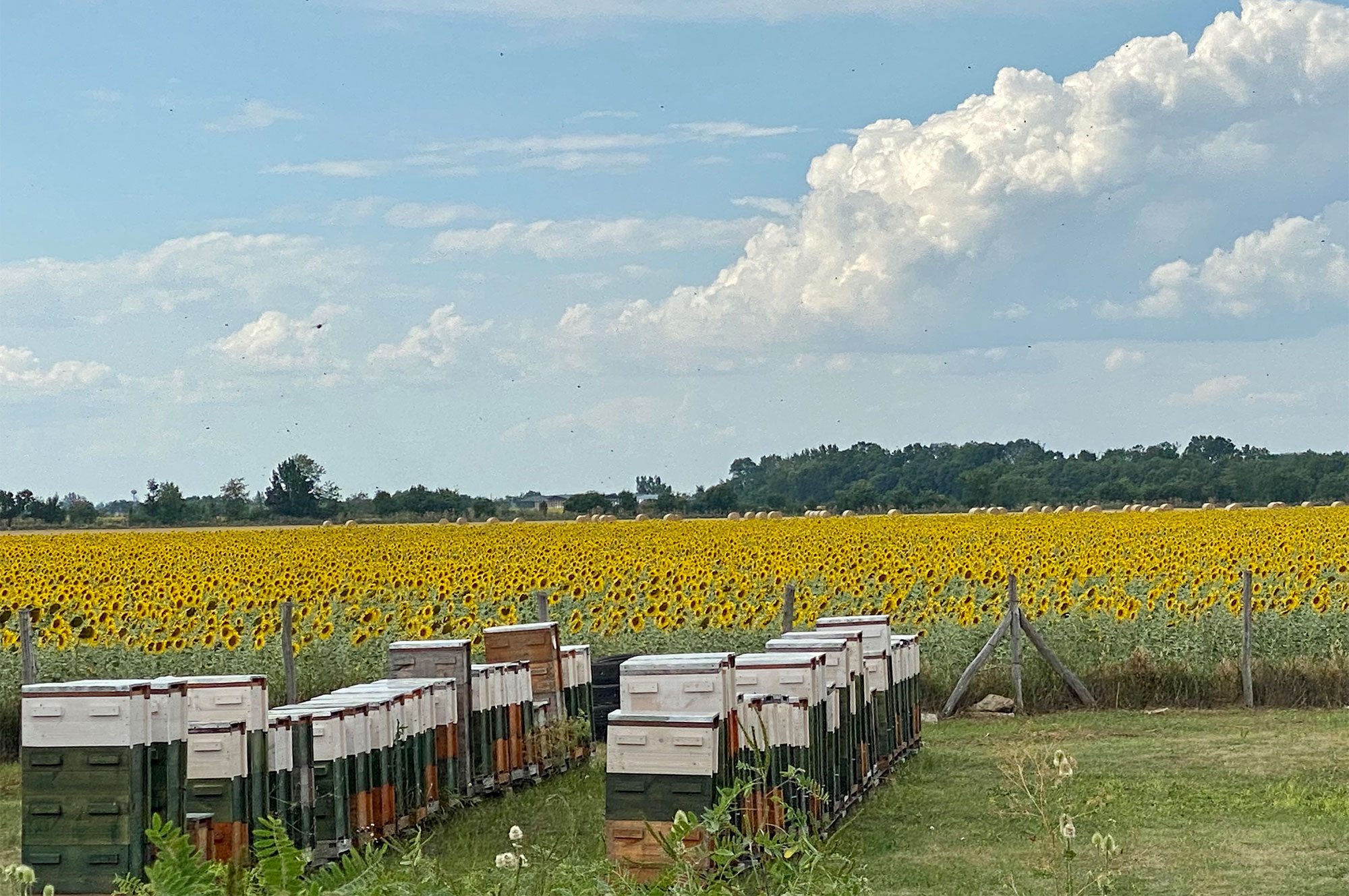 beehives